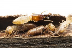 termites eating wood on a house