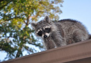 raccoon on a gutter